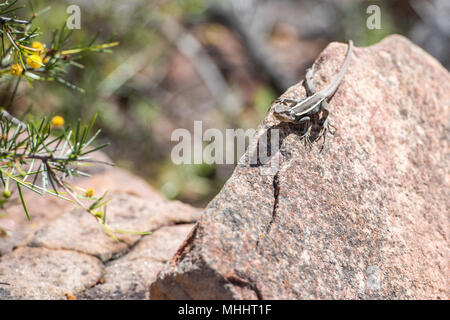 australia long tail lizard portrait while hanging on a rock Stock Photo