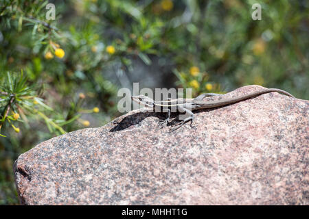 australia long tail lizard portrait while hanging on a rock Stock Photo