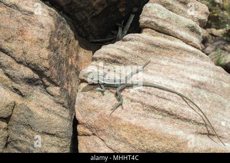 australia long tail lizard portrait while hanging on a rock Stock Photo