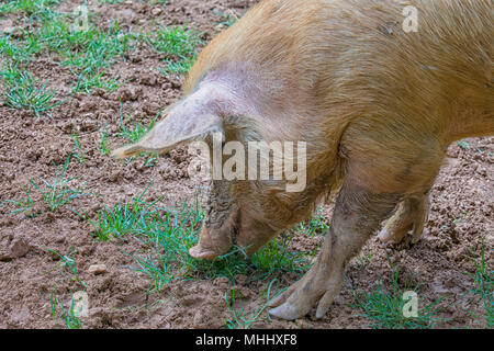 Close up of a pig standing in the mud of an organic farm in Italy Stock Photo
