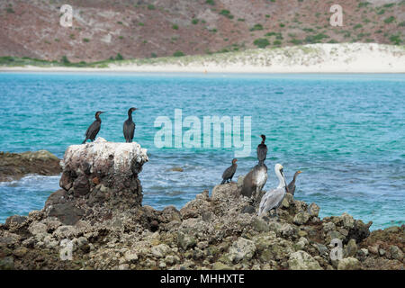 cormorants while resting on rocks on the turquoise sea backround Stock Photo