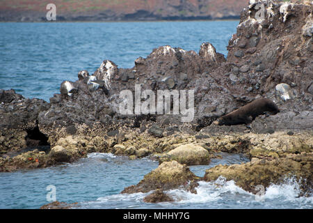 sea lion seals while relaxing on rocks Stock Photo