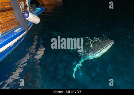Whale Shark close up underwater with big enormous open mouth jaws at night in maldives under the boat