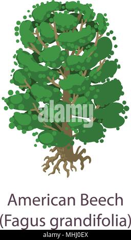 Beech tree icon. Flat illustration of beech tree vector icon isolated ...