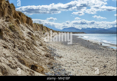 A view of the eroded dunes at Llanddwyn beach, Newborough on Anglesey with the mountains of Snowdonia in the background. Stock Photo