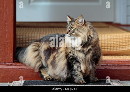 Norwegian forest cat female on doorstep Stock Photo