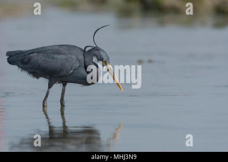 Western Reef Heron (Egretta gularis) Also Called Western Reef Egret Looking For Fish. Stock Photo