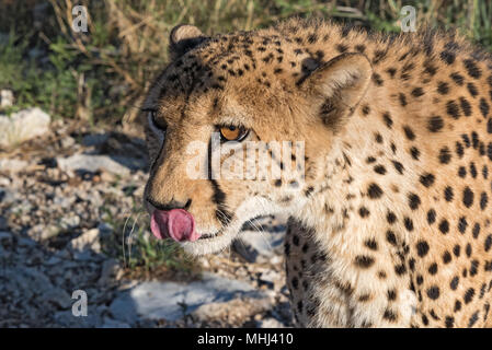 Portrait of a cheetah (Acinonyx jubatus) in the evening sun light, namibia Stock Photo
