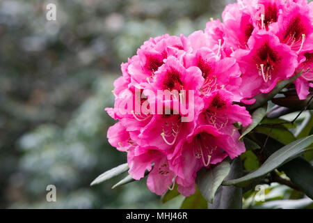 Rhododendron ‘Kate waterer’ flowering in spring. UK.  Catawbiense hybrid. Flowering Azalea Stock Photo