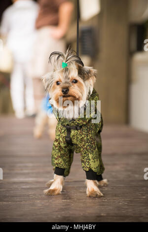 A dog in military clothes in the walk Stock Photo