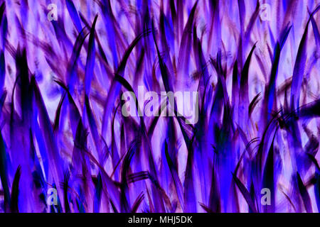 Abstract grass background in bright blue and purple colors Stock Photo