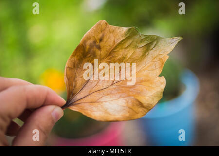 Hand carrying a dry tree leaf Stock Photo