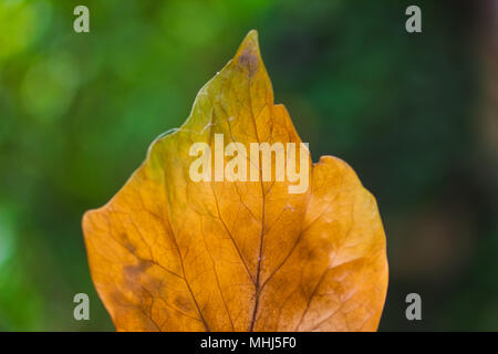 Dry tree leaf close-up Stock Photo