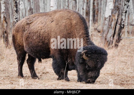 American bison (bison bison) in Elk island National Park in early spring, Alberta, Canada Stock Photo