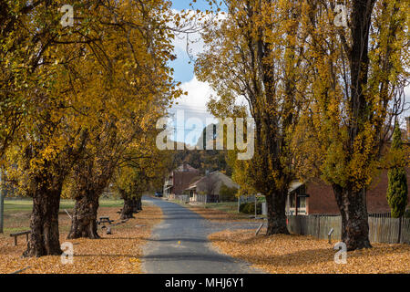 Hill End, New South Wales, Australia. Streets paved in gold. Golden poplars lining the High Street in the old gold mining town of Hill End in the cent Stock Photo