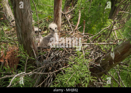 A red tail hawk (Buteo jamaicensis) nest in North Carolina. Stock Photo