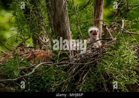 A red tail hawk (Buteo jamaicensis) nest in North Carolina. Stock Photo