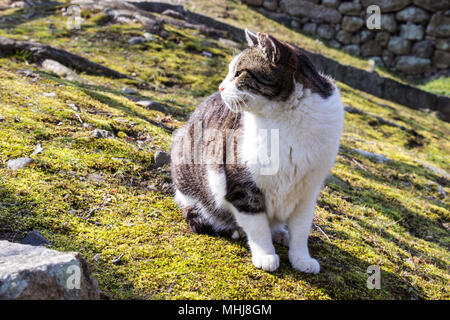 Adorable cat at Himeji castle garden area in Hyogo prefecture, Japan Stock Photo