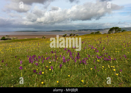 The Lots; Green Winged Orchids in Flower; Silverdale; Lancashire; UK Stock Photo