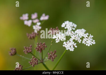 Upright Hedge Parsley; Torilis japonica Flowering Cornwall; UK Stock Photo
