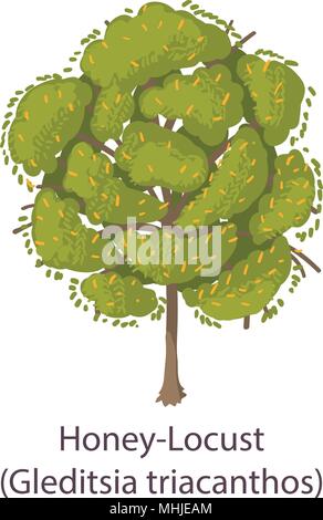 Honey locust icon, flat style Stock Vector