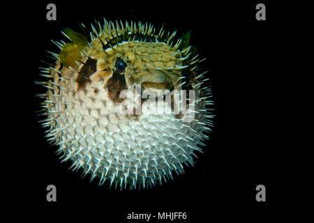 Inflated porcupine puffer ball fish isolated on black while night diving Stock Photo