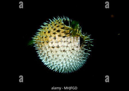 Inflated porcupine puffer ball fish Stock Photo