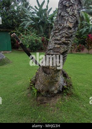 A large machete embedded in a palm tree on Eten Island, Truk Lagoon Stock Photo