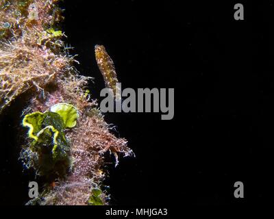 A Floral Blenny hiding in the seaweed on a mooring rope on a ship wreck in Truk Lagoon Stock Photo