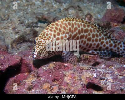 A Honeycomb Grouper perched on a piece of hard coral in Truk Lagoon Stock Photo