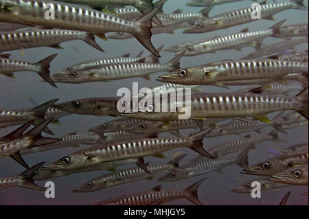 Inside a school of barracuda in Sipadan, Borneo, Malaysia Stock 