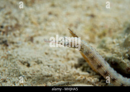 A sea snake in Cebu Philippines Stock Photo