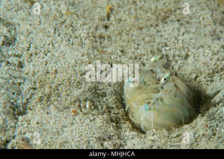 Mantis Lobster defending eggs in its nest Stock Photo