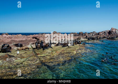 los islotes mexico espiritu santu island sea lion retreat Stock Photo