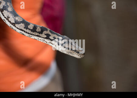 Python snake portrait while hanging from man Stock Photo