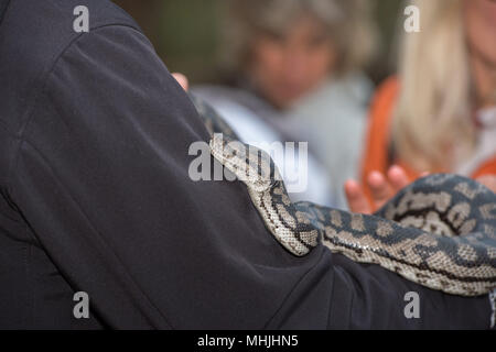Python snake portrait while hanging from man Stock Photo