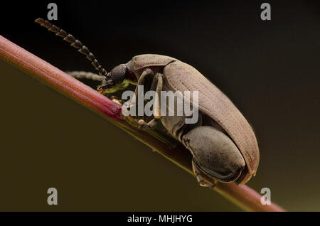 Chrysomelidae Stock Photo