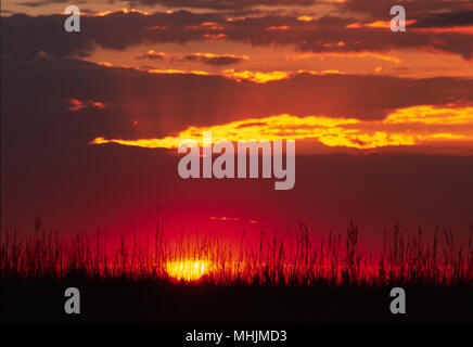 Grass sunrise, Tallgrass Prairie National Preserve, Flint Hills Scenic Byway, Kansas Stock Photo