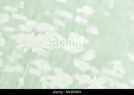 Light green daisy background. Flower field. Stock Photo