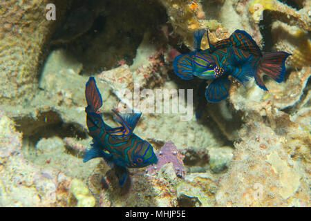 A colorful couple of mandarin fish in love in Cebu Philippines Stock Photo