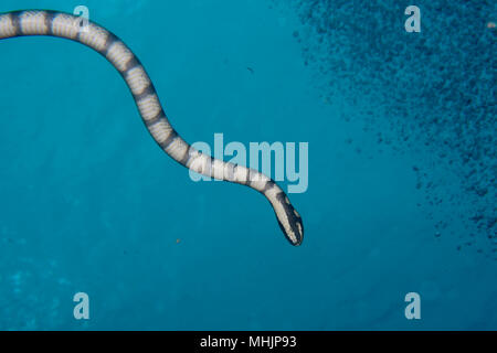 The poisonus black and white sea snake on the deep  blue background in Cebu Philippines