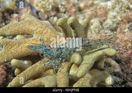 Green Shrimp underwater portrait Stock Photo