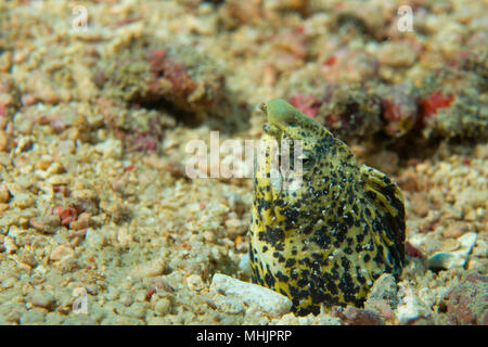 Snake fish coming out from its nest in Cebu, Philippines Stock Photo