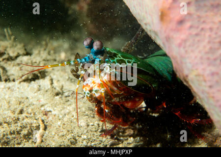 Mantis Lobster defending eggs in its nest Stock Photo