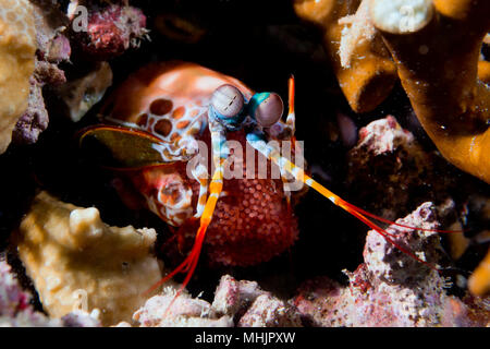 Mantis Lobster defending eggs in its nest Stock Photo