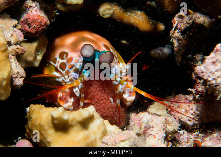 Mantis Lobster defending eggs in its nest Stock Photo