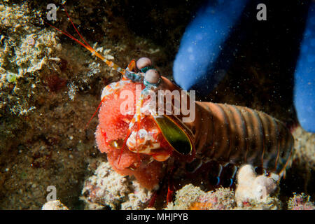 Mantis Lobster defending eggs in its nest Stock Photo