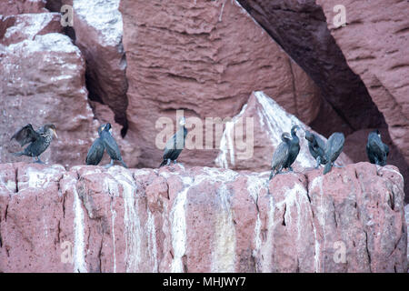 cormorant on the rocks waiting for fish bait ball in the deep blue sea Stock Photo