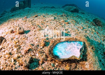 Mother of pearls shell in a reef colorful underwater landscape background Stock Photo