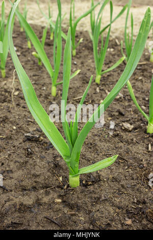 Young shoots of garlic on the field on a spring sunny day Stock Photo ...
